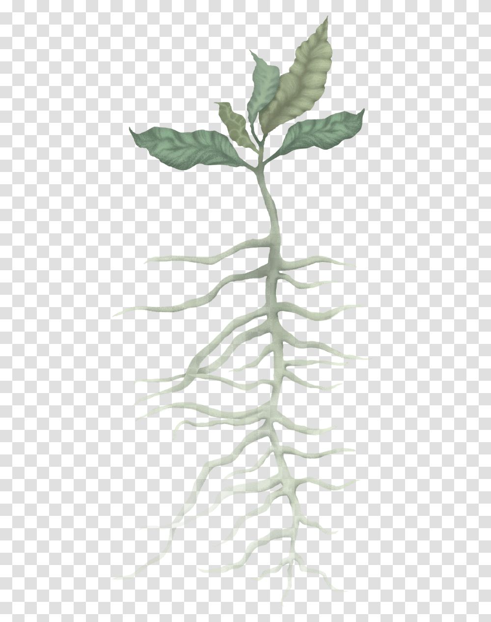 Root, Plant, Tree, Conifer, Wood Transparent Png