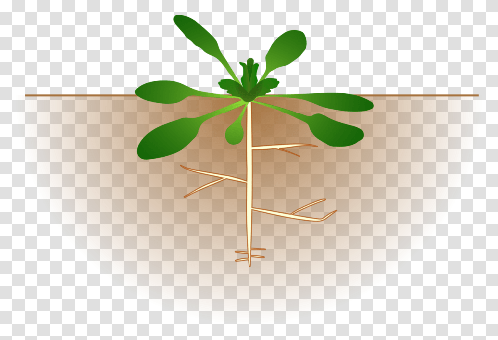 Root Plants Tree Computer Leaf, Bowl, Meal, Food, Green Transparent Png