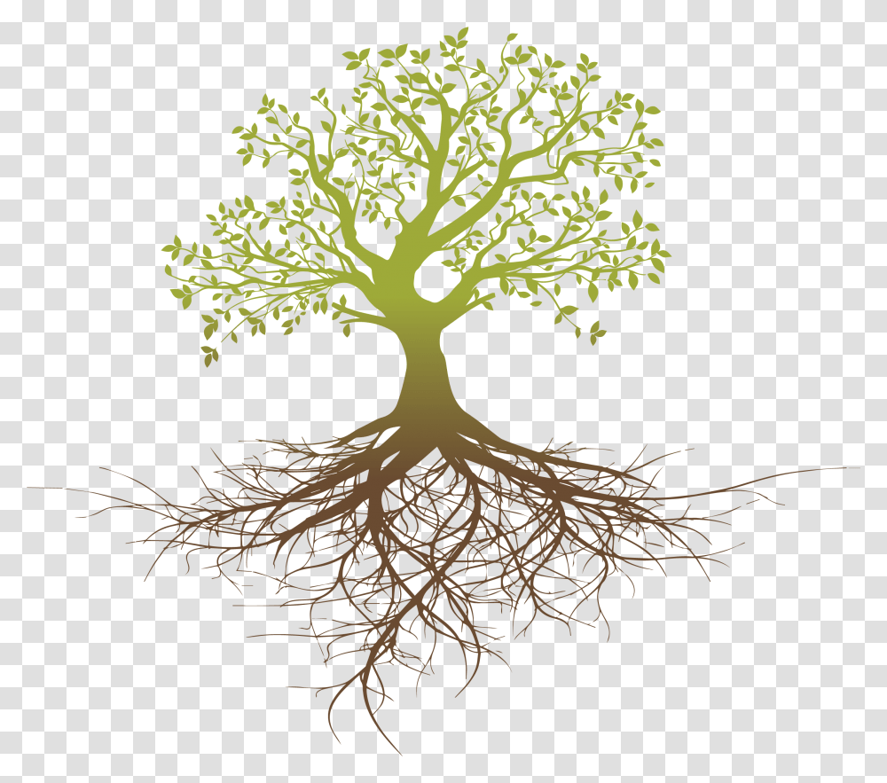 Root System Tree Oak Tree With Roots, Plant,  Transparent Png