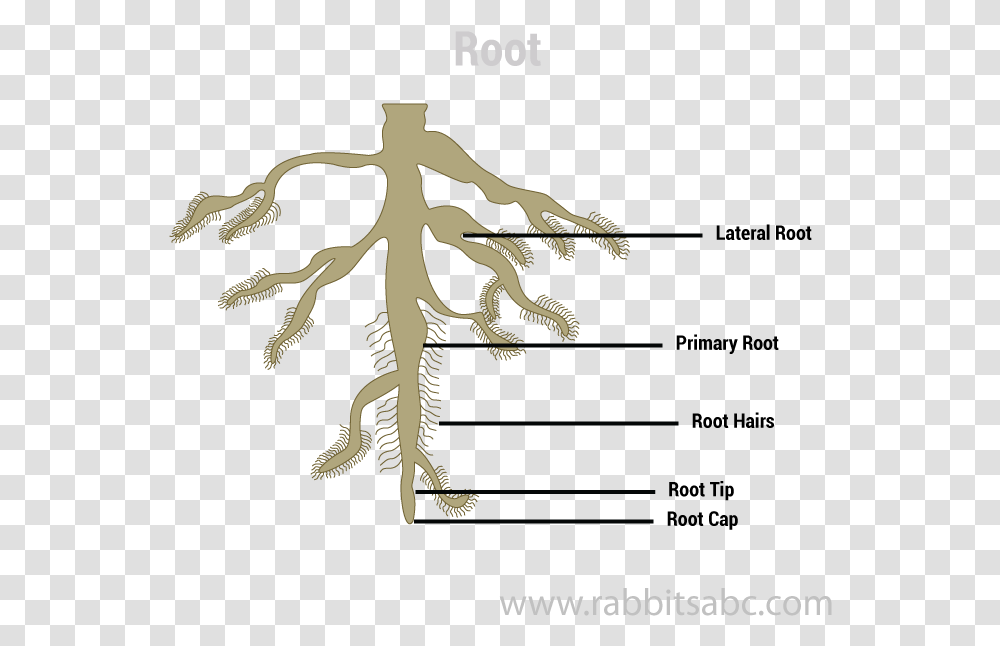 Root Trampoline Flip, Soil, Zebra, Wildlife, Mammal Transparent Png