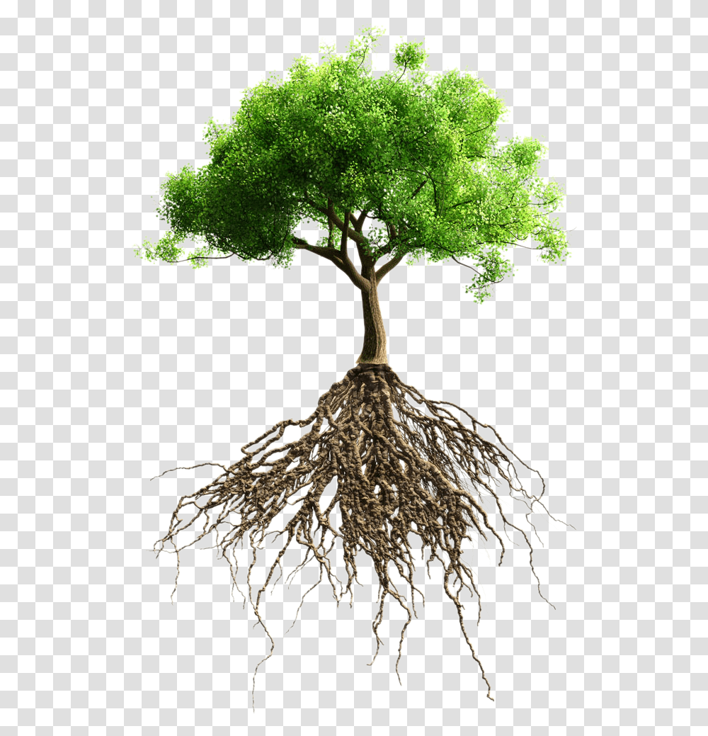 Root Tree Stock Photography Big Tree With Roots, Plant, Bird, Animal, Bonsai Transparent Png