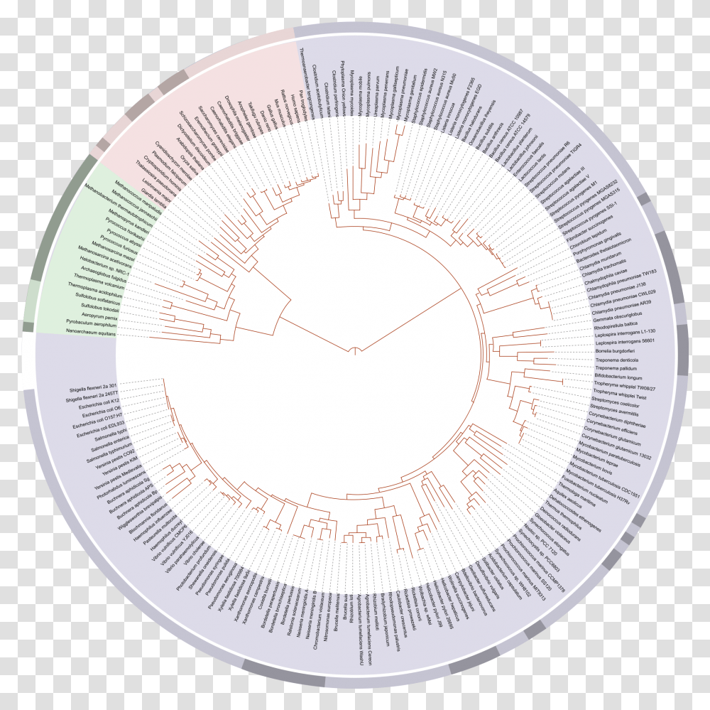 Rooting The Tree Of Life By Aaron Mcmahon Tree Of Life Phylogenetics, Lighting, Rug, Sphere, Bowl Transparent Png