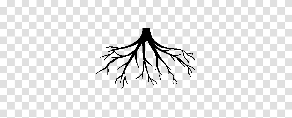 Roots Black And White, Plant, Green, Spider, Invertebrate Transparent Png