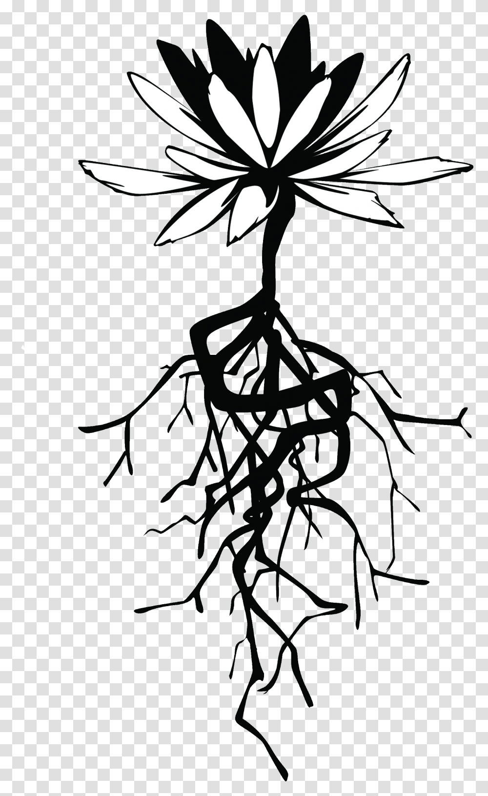 Roots Flower With Roots, Plant, Floral Design, Pattern, Graphics Transparent Png