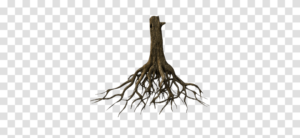 Roots Images, Plant, Spider, Invertebrate, Animal Transparent Png