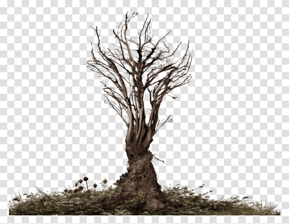Roots Tree Clipart Root, Plant, Tree Trunk Transparent Png