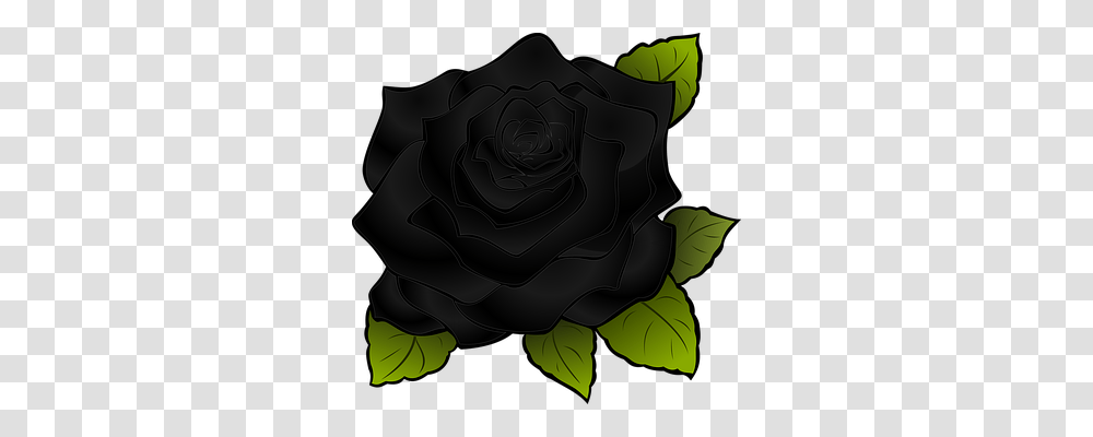 Rosa Nature, Rose, Flower, Plant Transparent Png