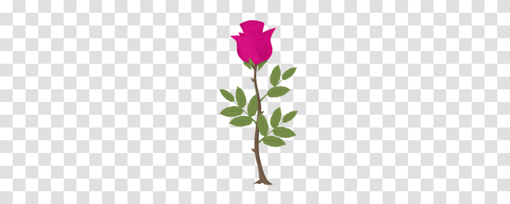 Rosa Nature, Plant, Rose, Flower Transparent Png