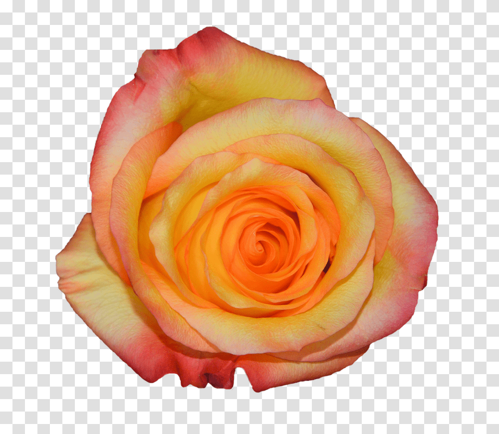 Rosa Nature, Rose, Flower, Plant Transparent Png