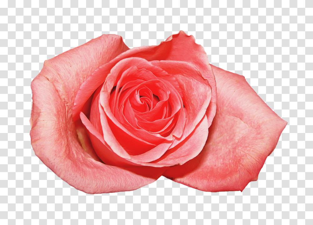 Rosa 960, Flower, Rose, Plant, Blossom Transparent Png