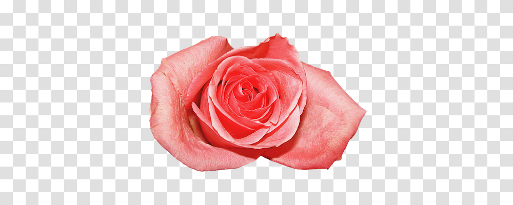 Rosa Nature, Rose, Flower, Plant Transparent Png