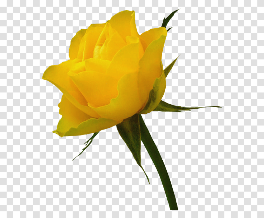 Rosa Amarela Flower White Image Download, Rose, Plant, Blossom Transparent Png