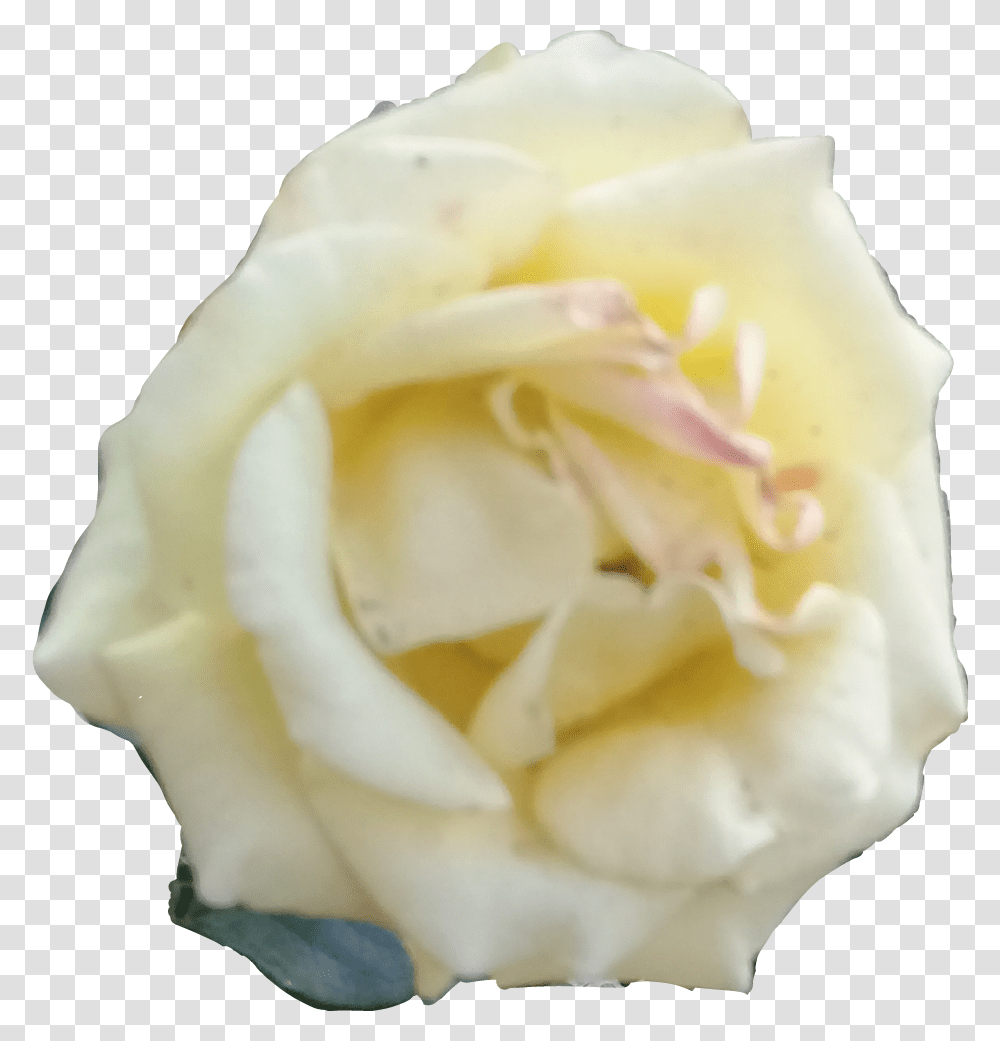 Rosa Blanca Download Floribunda, Rose, Flower, Plant, Blossom Transparent Png