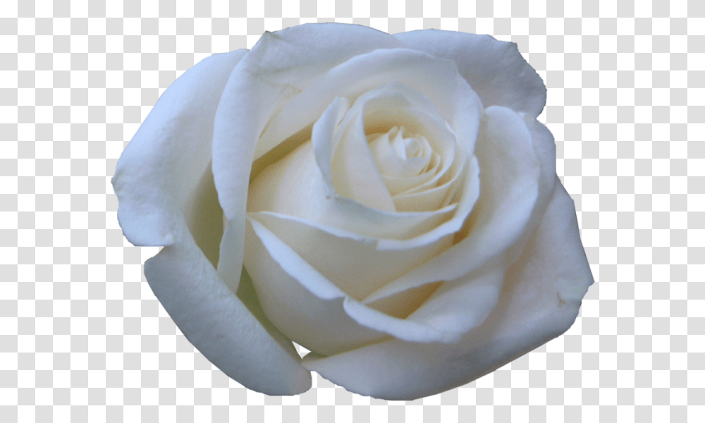 Rosa Blancas En, Rose, Flower, Plant, Blossom Transparent Png