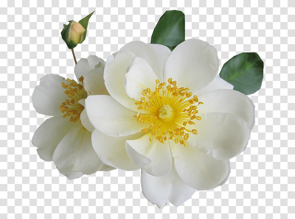 Rosa Blanco De Luto Transparente, Plant, Pollen, Flower, Blossom Transparent Png