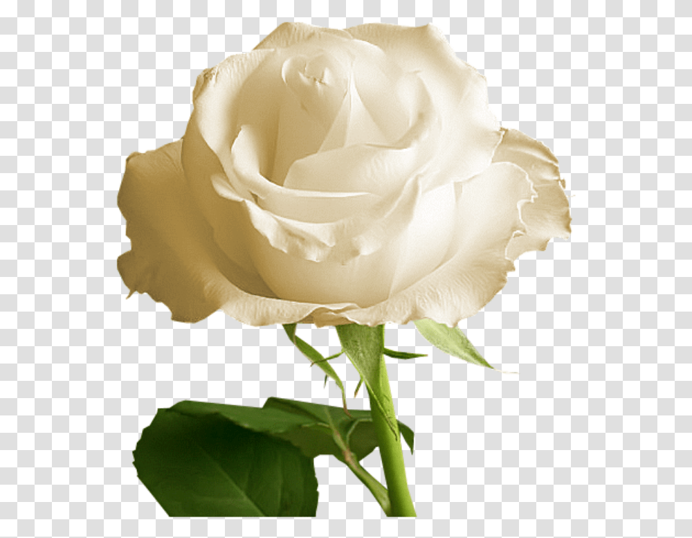 Rosa Branca Unduh Gratis Gambar Bunga Mawar Putih, Rose, Flower, Plant, Blossom Transparent Png
