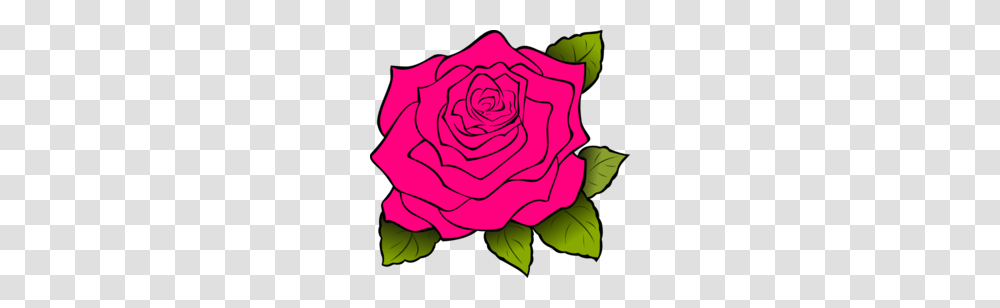 Rosa Centifolia Clipart, Rose, Flower, Plant, Blossom Transparent Png