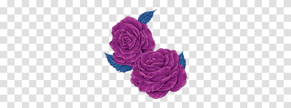 Rosa Centifolia, Pattern, Dahlia, Flower, Plant Transparent Png