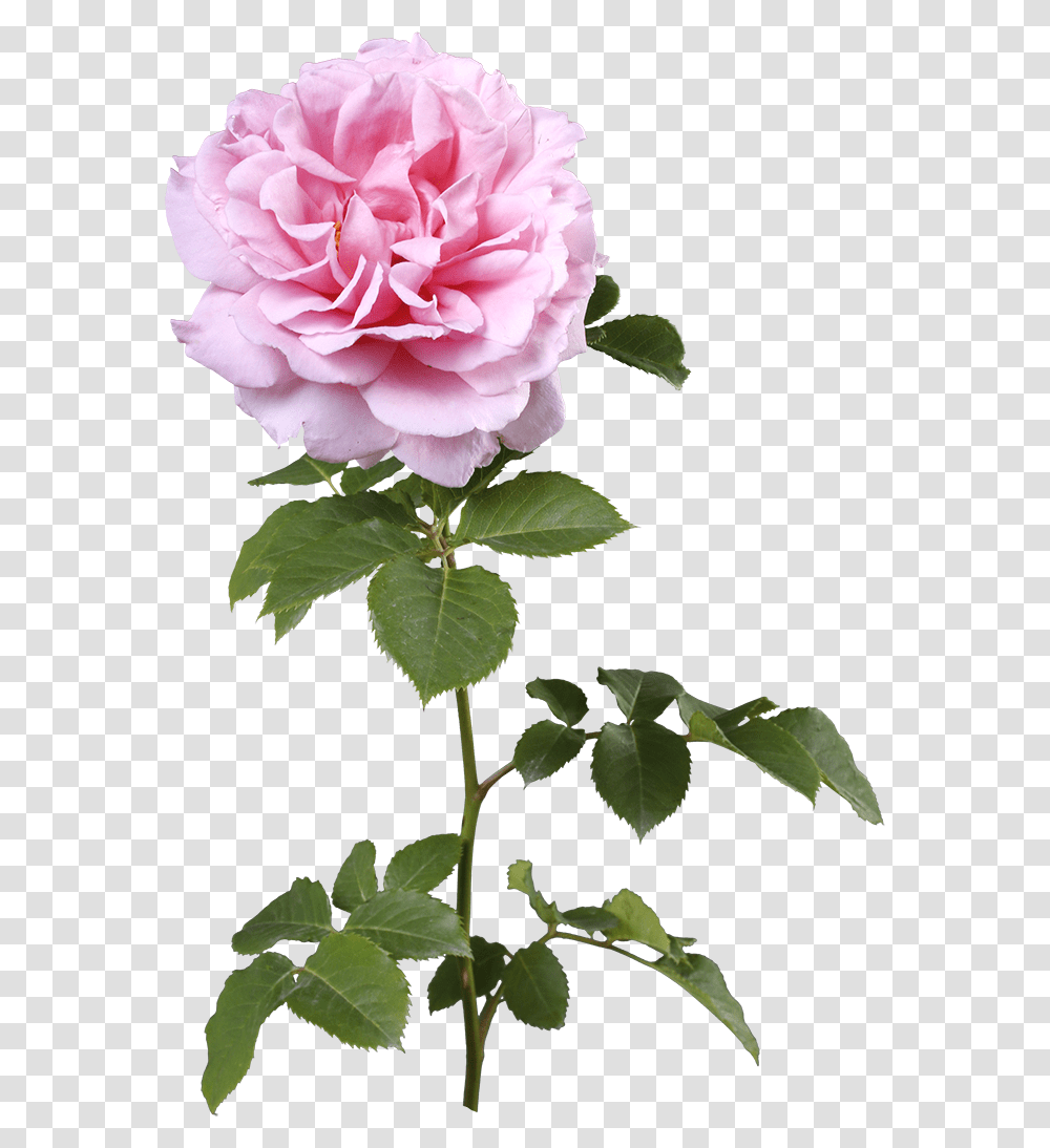 Rosa Centifolia, Plant, Flower, Blossom, Rose Transparent Png
