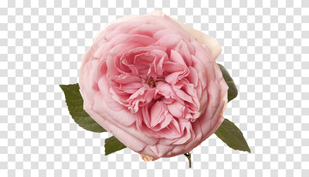Rosa Centifolia, Plant, Peony, Flower, Blossom Transparent Png