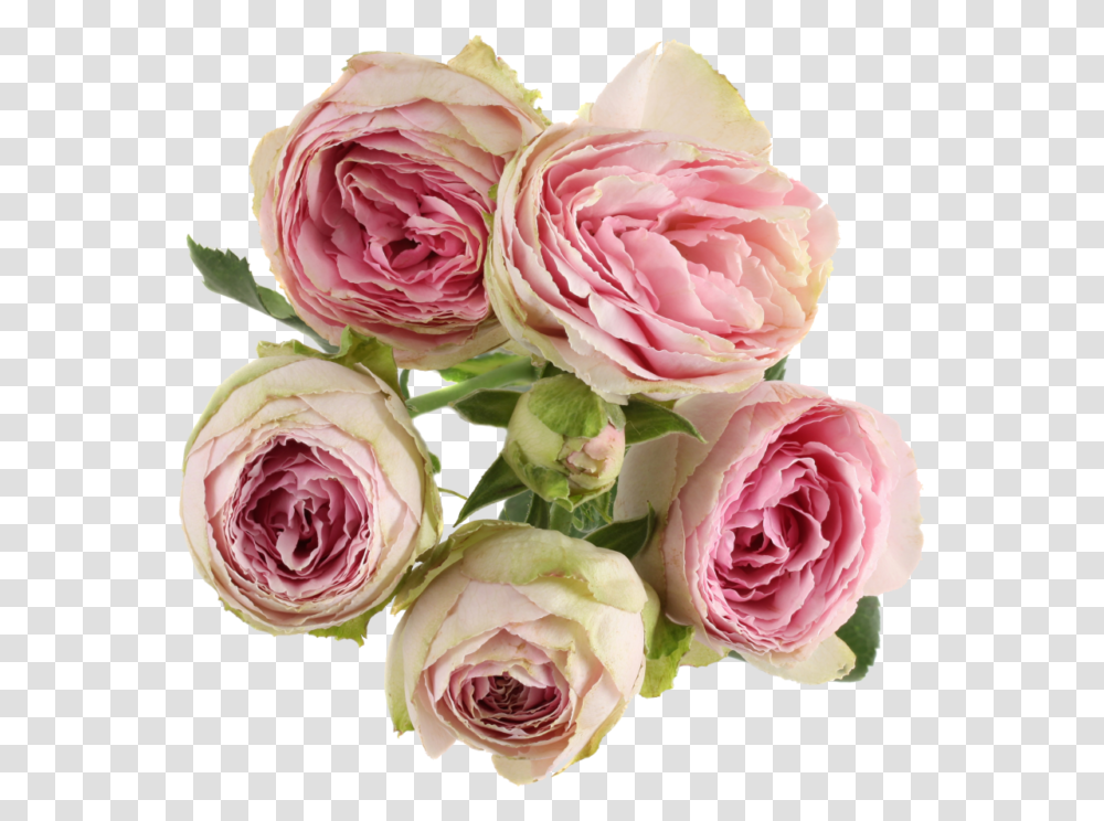 Rosa Centifolia, Rose, Flower, Plant, Blossom Transparent Png