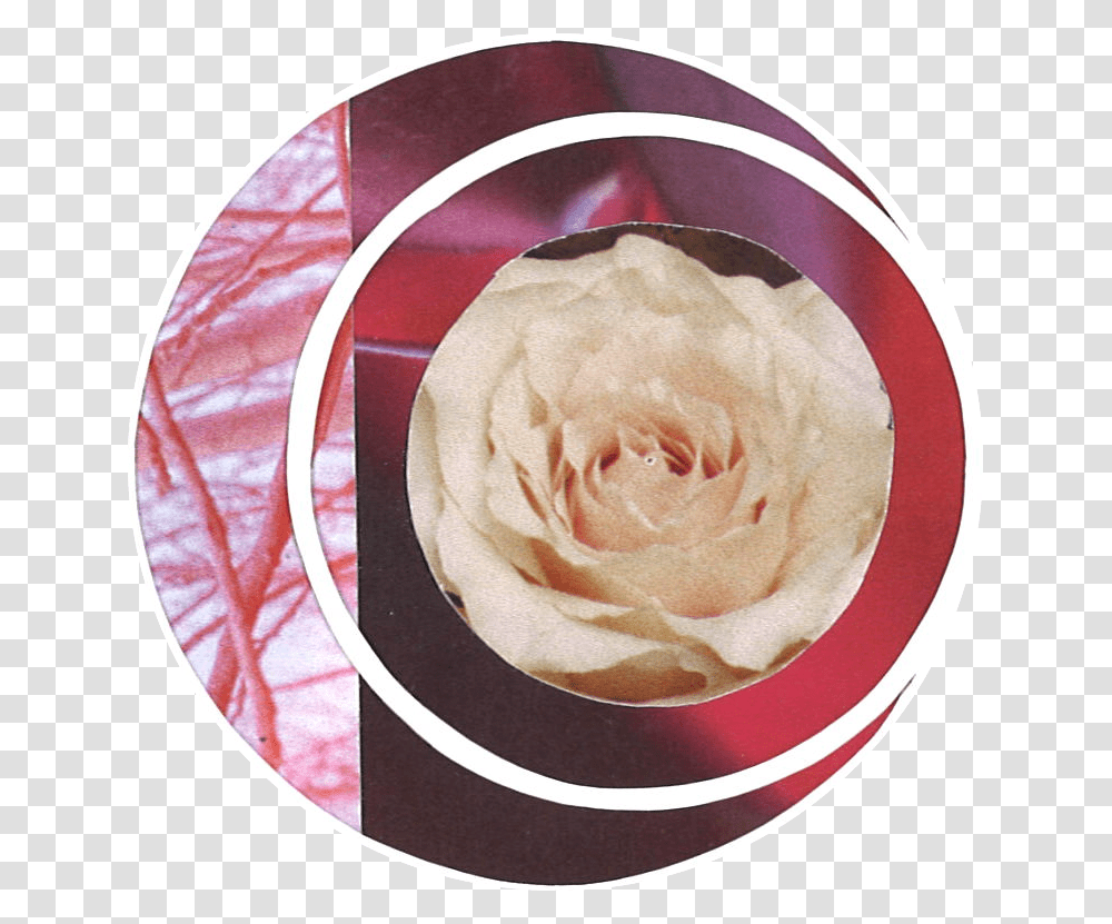Rosa Centifolia, Rose, Flower, Plant, Ice Cream Transparent Png