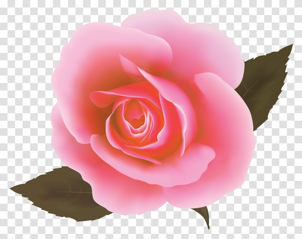 Rosa Cor De Rosa Vetor, Rose, Flower, Plant, Blossom Transparent Png