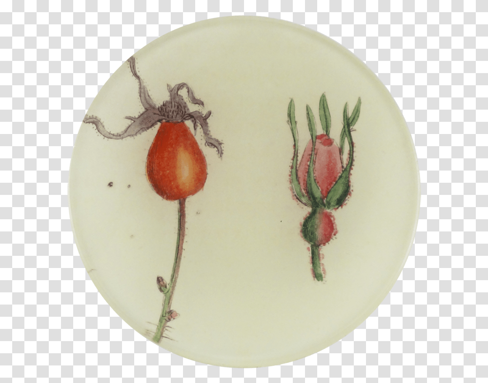 Rosa Dumalis, Porcelain, Pottery, Plant Transparent Png