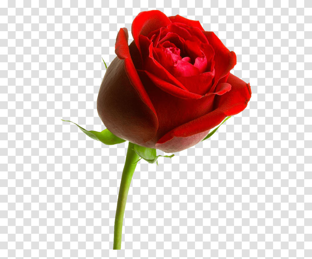 Rosa En Formato Valentines Rose, Flower, Plant, Blossom Transparent Png
