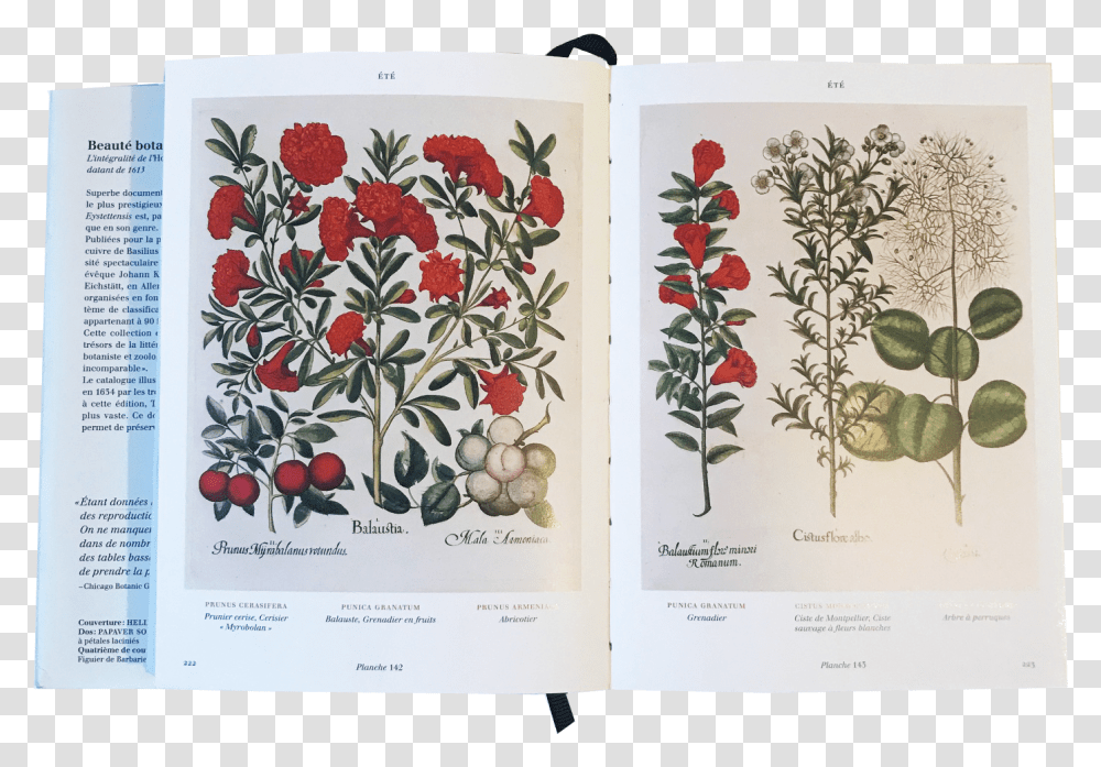 Rosa Glauca, Floral Design, Pattern Transparent Png