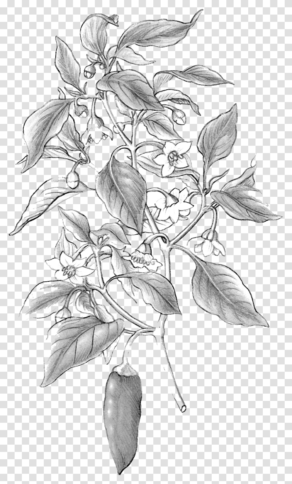 Rosa Glauca, Plant, Floral Design, Pattern Transparent Png