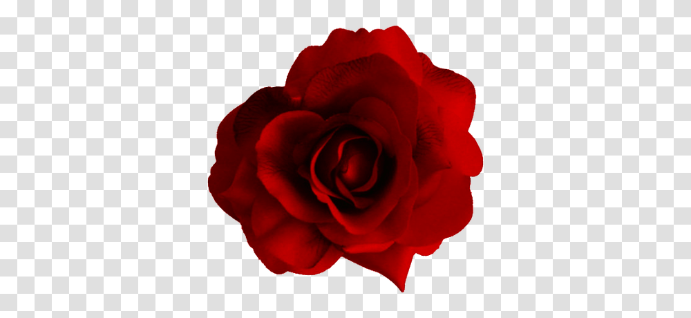 Rosa Imagen Transparente, Rose, Flower, Plant, Blossom Transparent Png