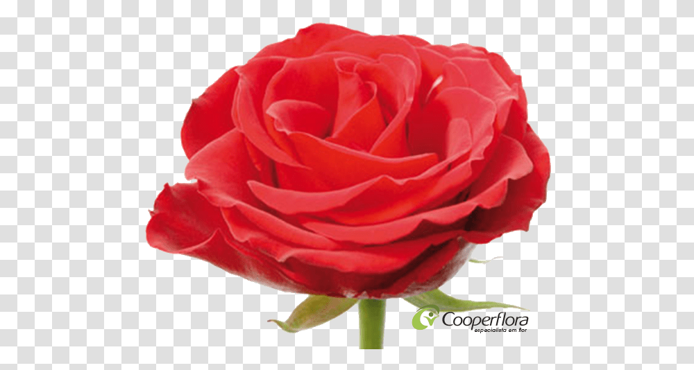 Rosa Luna Rossa, Rose, Flower, Plant, Blossom Transparent Png