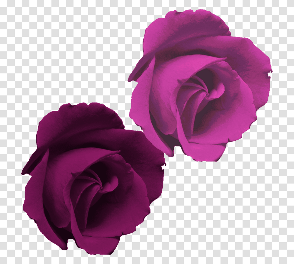 Rosa Morada Flor Rose, Flower, Plant, Blossom Transparent Png