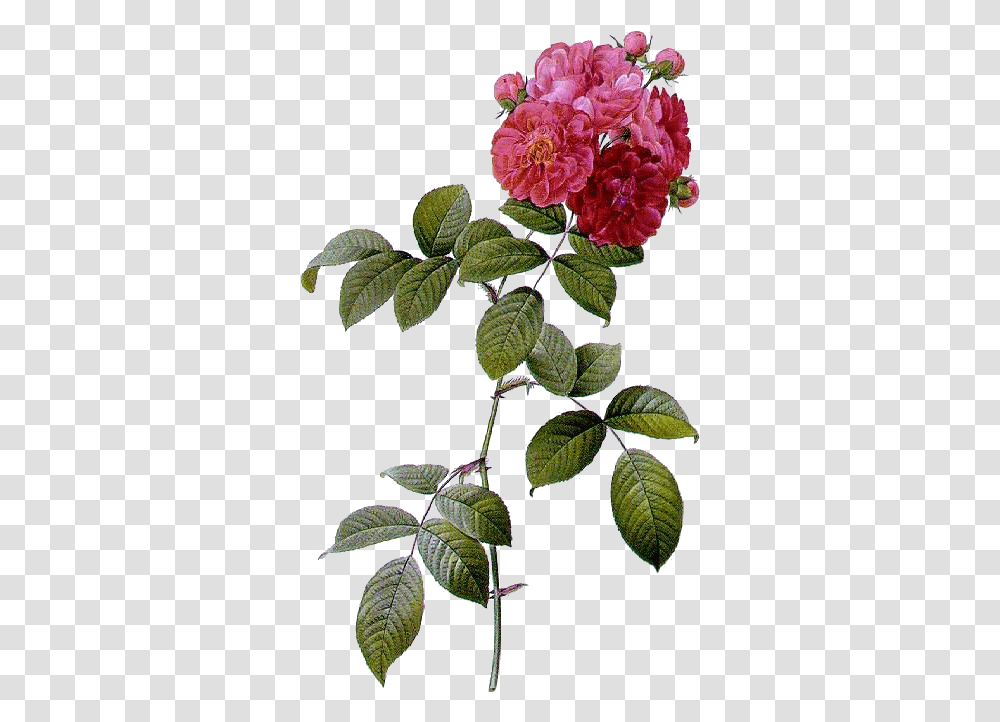 Rosa Multiflora, Plant, Flower, Blossom, Acanthaceae Transparent Png