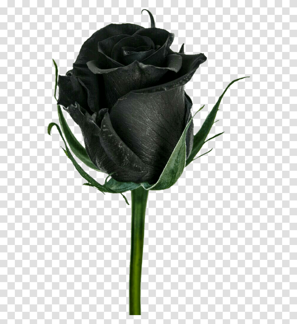 Rosa Negra Flor, Rose, Flower, Plant, Blossom Transparent Png