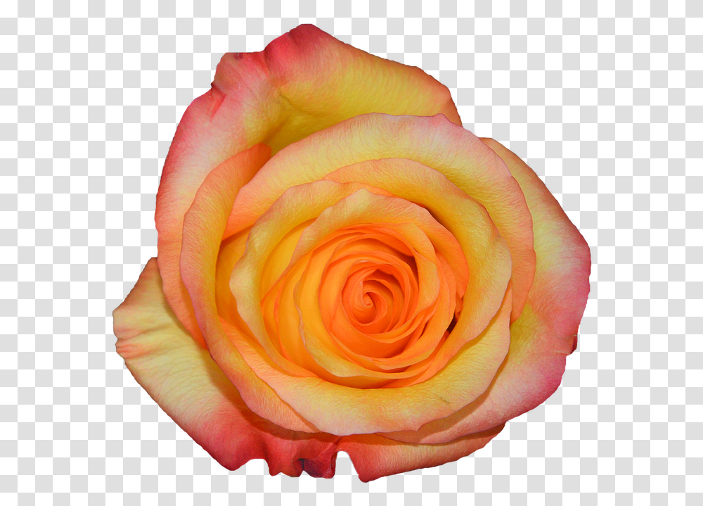 Rosa Orange Nature Flowers Garden Roses, Plant, Blossom, Person, Human Transparent Png