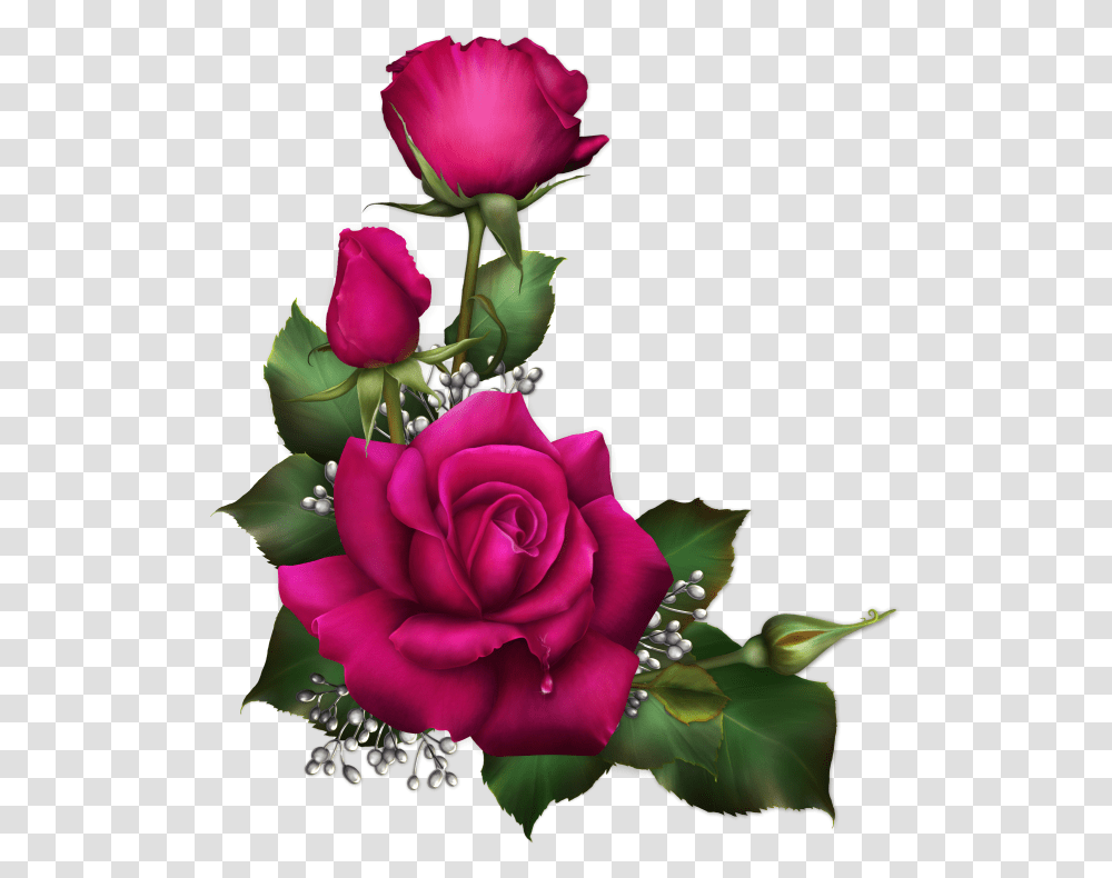 Rosa Para Sublimar, Plant, Flower, Blossom, Rose Transparent Png