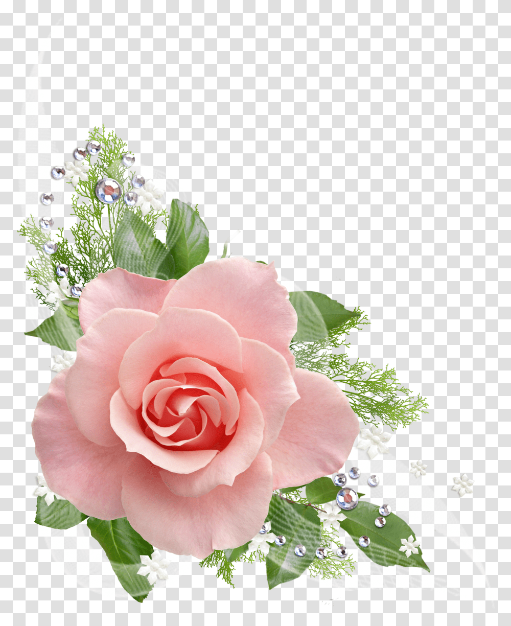 Rosa Pink Roses Background, Plant, Flower, Blossom, Flower Arrangement Transparent Png