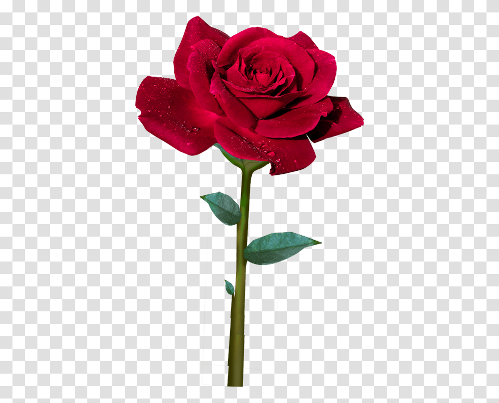 Rosa Roja Animada, Rose, Flower, Plant, Blossom Transparent Png