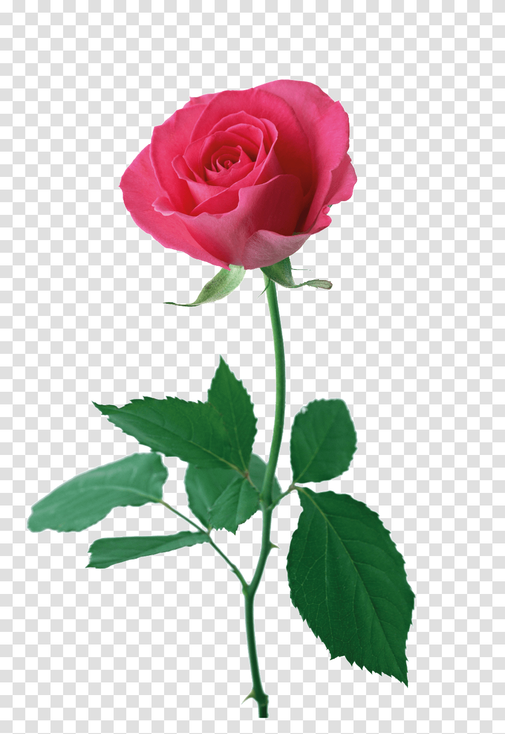 Rosa Roja Cartoon Transparente Rose Good Morning Download, Flower, Plant, Blossom Transparent Png