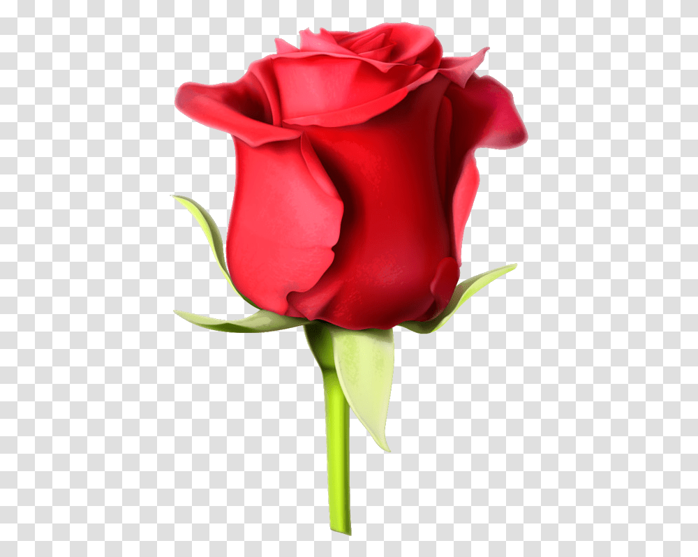 Rosa Roja Rose Images Hd Download Rose Flower Hd Images Download, Plant, Blossom Transparent Png