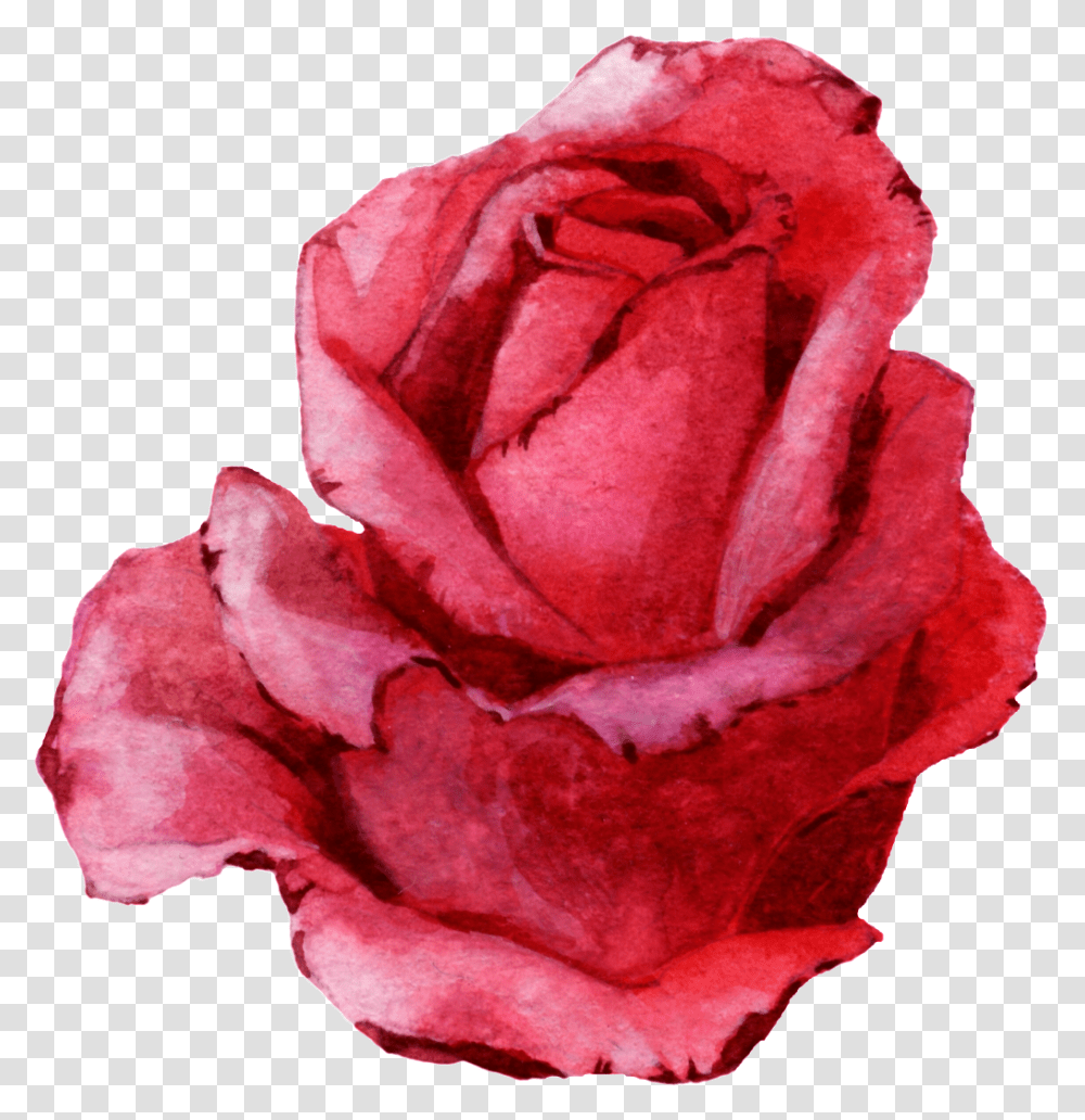 Rosa Roja Rose, Plant, Flower, Blossom, Petal Transparent Png