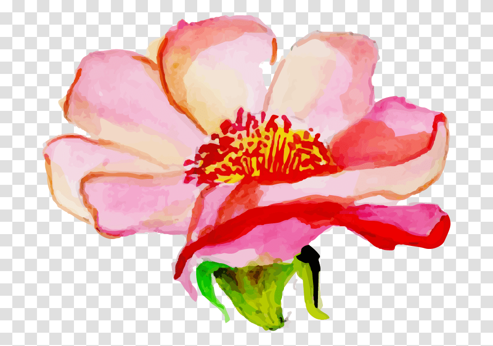 Rosa Rubiginosa, Plant, Hibiscus, Flower, Blossom Transparent Png