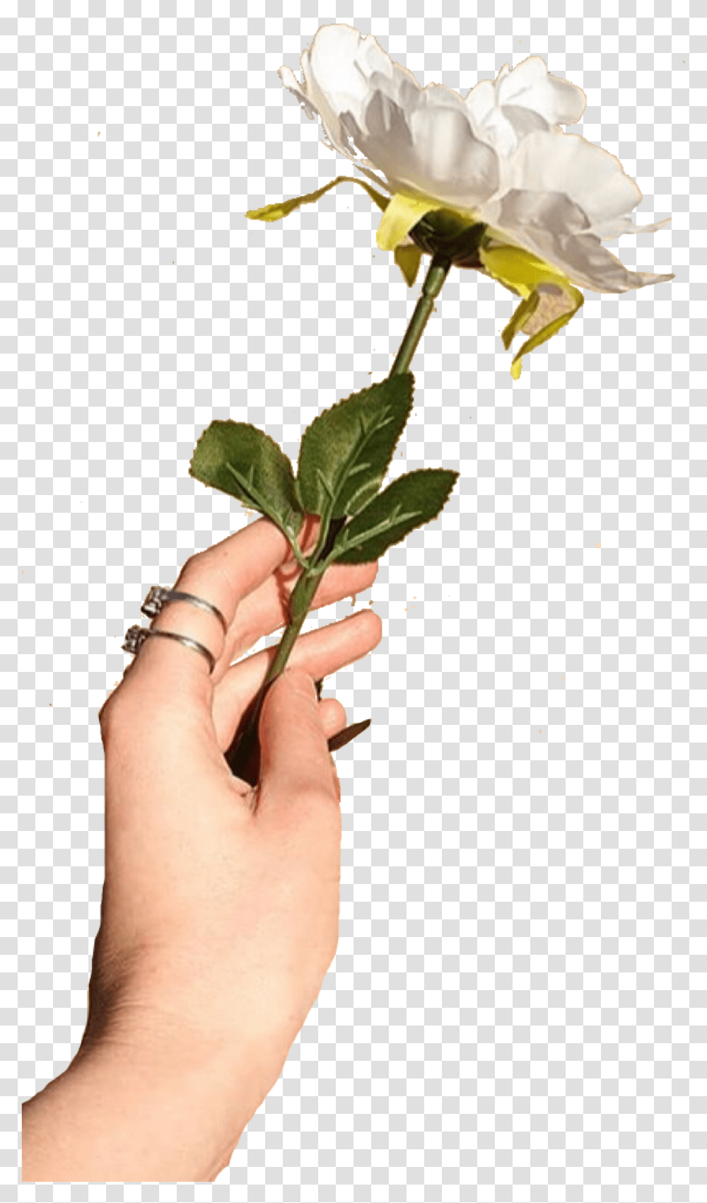 Rosa Rugosa, Person, Human, Plant, Flower Transparent Png