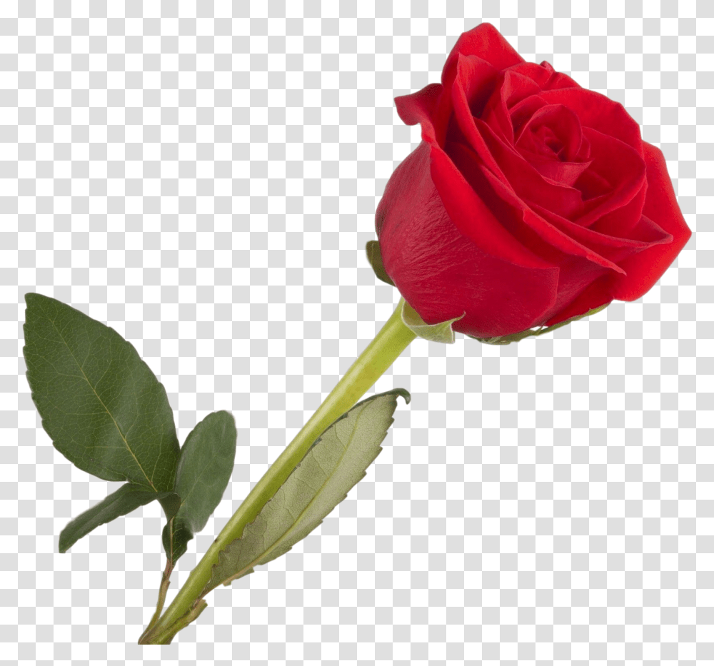Rosa Single Rose Love Good Afternoon Message, Flower, Plant, Blossom, Petal Transparent Png