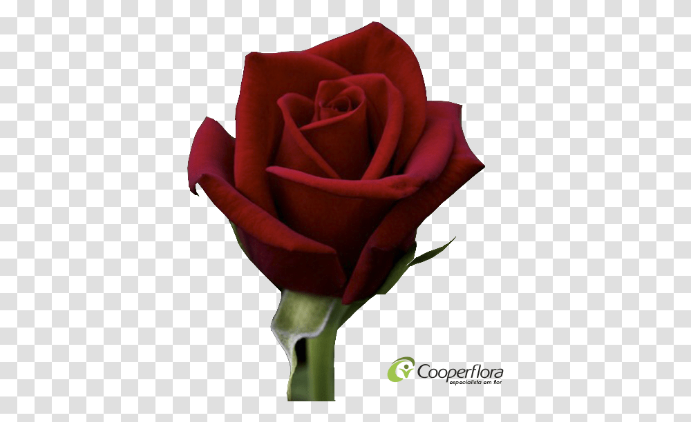 Rosa Top Secret, Rose, Flower, Plant, Blossom Transparent Png