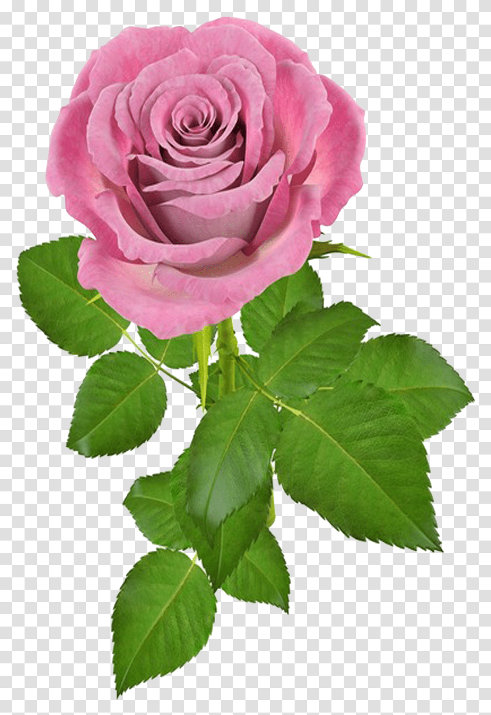 Rosa V Gif De Flores, Rose, Flower, Plant, Blossom Transparent Png