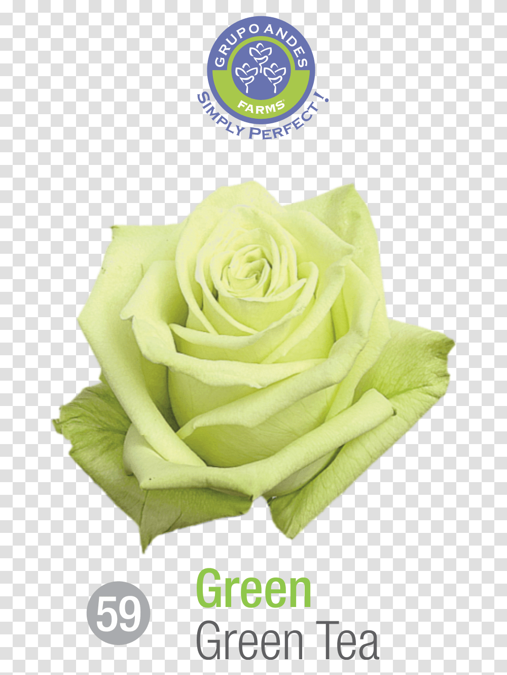 Rosa Variedad Green Tea, Rose, Flower, Plant, Blossom Transparent Png