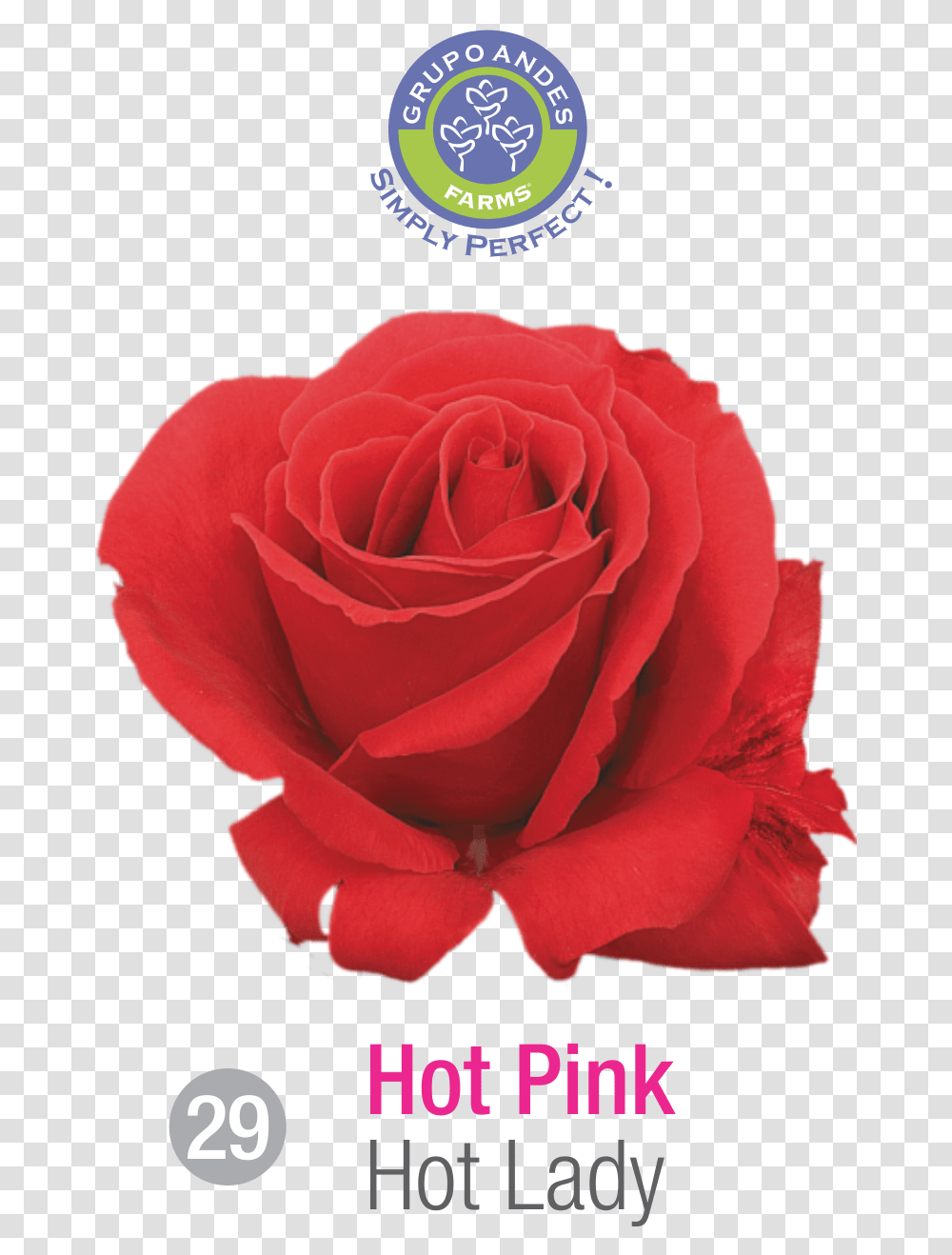 Rosa Variedad Hot Lady, Rose, Flower, Plant, Blossom Transparent Png